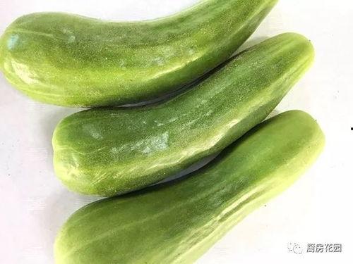 蕈瓜老了怎么吃,蕈瓜变老后的美味新食法探索