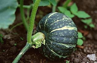 苍玹吃瓜壁纸,揭秘娱乐圈幕后风云