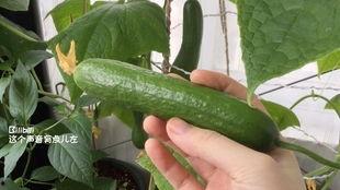 梦见摘双瓜吃瓜果,摘双瓜吃瓜果的奇幻之旅