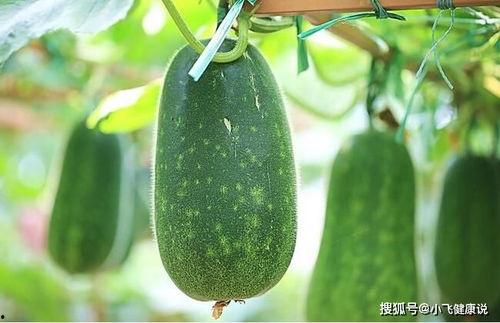 女性常吃此瓜,美容养颜、健康养生两不误