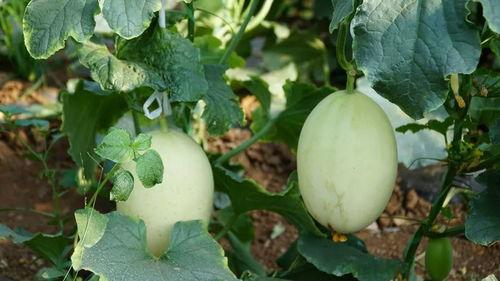 带老六吃瓜,揭秘娱乐圈那些不为人知的幕后故事