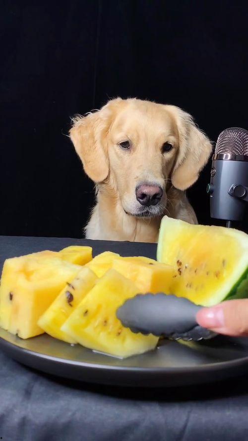 黄毛吃大瓜,一场视觉与味蕾的双重盛宴