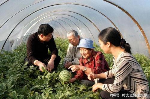 经常吃瓜牛,揭秘“吃瓜牛”的美食传奇