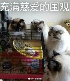 狗血吃瓜黄毛后续,真相大白，反转再反转