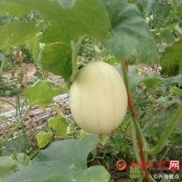 可以吃梨瓜吗,美味可口的健康佳品，你敢尝试吗？