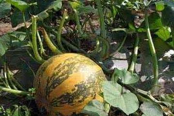 吃瓜吃籽好处与坏处