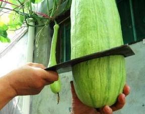 爱砍吃瓜,揭秘网络热议背后的真相与趣味