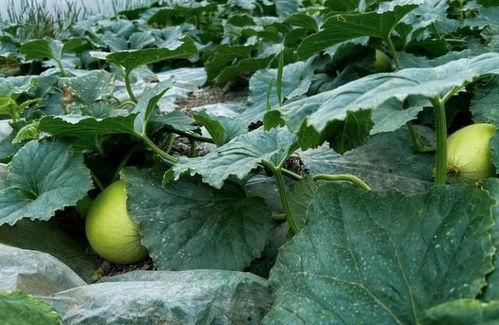 黄金土地 吃瓜群众,揭秘吃瓜群众的狂欢盛宴