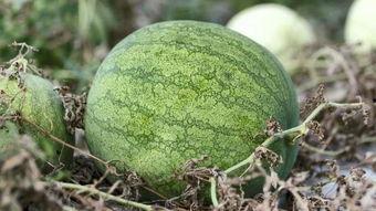 天冷吃瓜图,天冷吃瓜图解冻时光