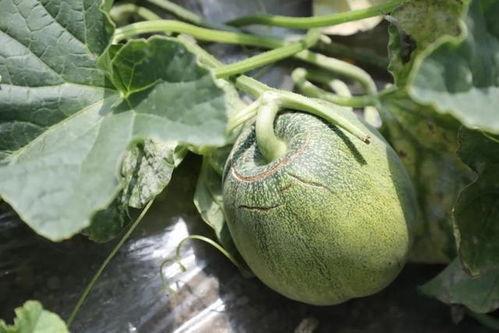 石瓜什么季节吃,夏季清凉解暑佳品