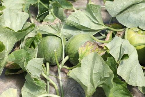 石瓜什么季节吃,夏季清凉解暑佳品