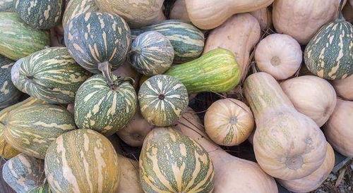 女人吃的是什么瓜,瓜果飘香，甜蜜生活