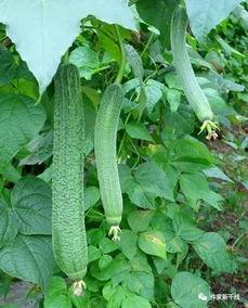 瓜李吃瓜,揭秘娱乐圈那些不为人知的幕后故事