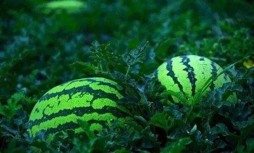 吃全网的瓜渠道,揭秘吃全网的瓜，真相大揭秘！