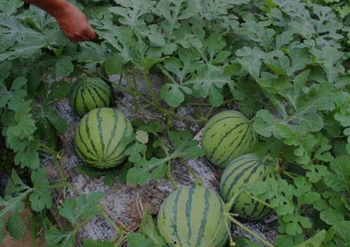 商丘男子吃瓜感染,揭示夏季食品安全新隐患