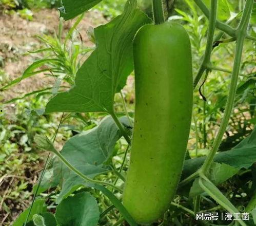 青你吃瓜基地,揭秘偶像幕后那些事儿