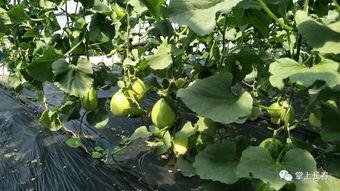 青你吃瓜基地,揭秘偶像幕后那些事儿